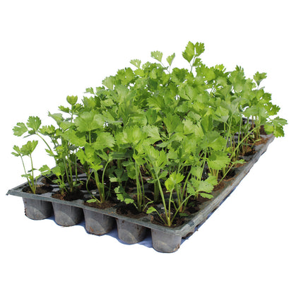 Răsad țelină de rădăcină autohton, soi, extra-timpuriu, creștere nedeterminată, culoare crem