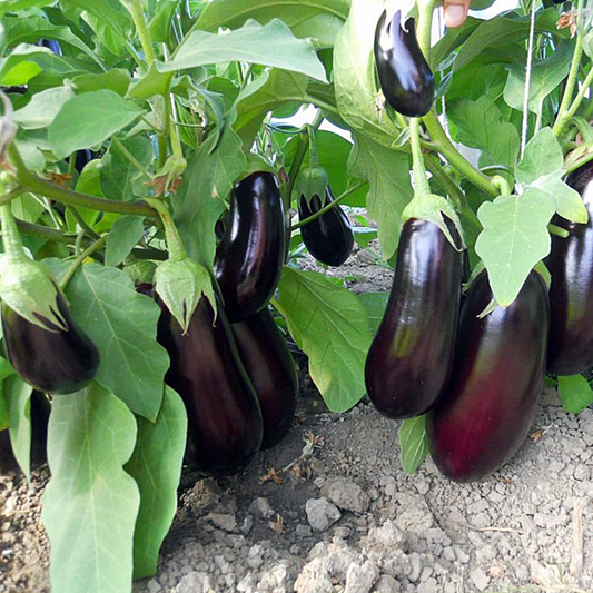 Răsad vinete Sharapova, hibrid F1, extra-timpuriu, creștere nedeterminată, culoare negru strălucitor