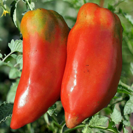 Răsad tomate autohtone fruct tip ardei Kapia, soi, semitimpuriu, creștere nedeterminată, culoare roșu